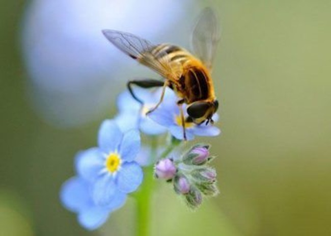 تست هوش و بینایی: زنبور پنهان را در کمتر از ۱۰ ثانیه پیدا کنید