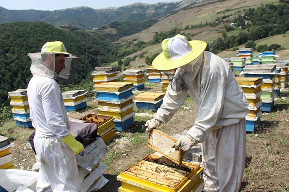 گران شدن شکر خریداری شده زنبورداران که پولش را کامل داده اند/مابه التفاوت می خواهند