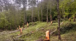 تسویه‌حساب شخصی جان درختان جنگل را گرفت/ پاسگاه جنگلبانی هم نزدیک است/قطع بیش از ۷۰ درخت در بهشهر