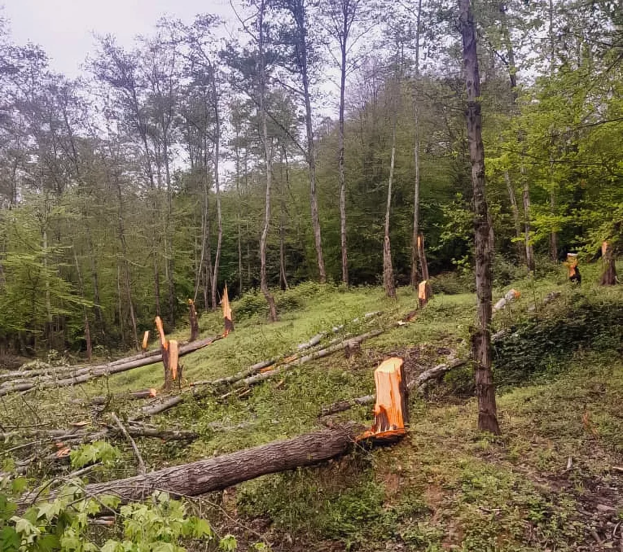 تسویه‌حساب شخصی جان درختان جنگل را گرفت/ پاسگاه جنگلبانی هم نزدیک است/قطع بیش از ۷۰ درخت در بهشهر
