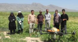 تشدید مبارزه با بیماری های مزارع گندم در شهرستان شیراز