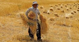 کشاورزان گندمکار چه رنجی از دست دولت می کشند !