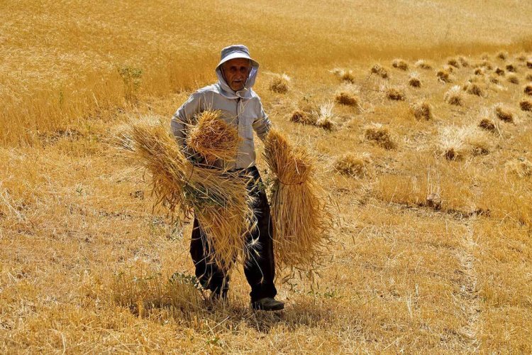 کشاورزان گندمکار چه رنجی از دست دولت می کشند !