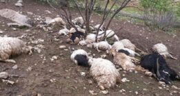 نابودی ۵۰ راس گوسفند عشایر بر اثر صاعقه در استان فارس