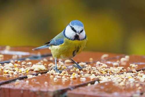 باید و نباید های مهم که در غذا دادن به پرندگان پشت پنجره باید توجه کنید