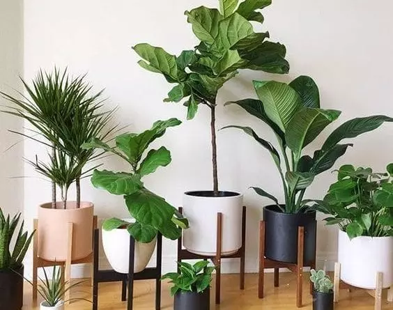 گیاهان مناسب محل کار