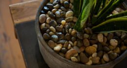 معایب و فواید سنگ های تزئینی روی گلدان برای گیاهان آپارتمانی