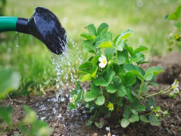 صرفه جویی در آبیاری گیاهان