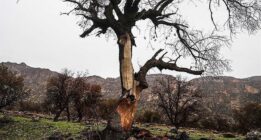 گزارشی تکان دهنده از سوزاندن «جنگل های زاگرس» در فارس، لرستان و کهگیلویه و بویراحمد