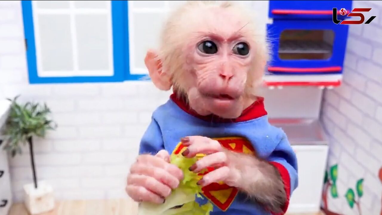 دلیل علاقه عجیب ایرانی‌ها برای خرید و نگهداری بچه میمون‌ها