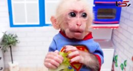دلیل علاقه عجیب ایرانی‌ها برای خرید و نگهداری بچه میمون‌ها