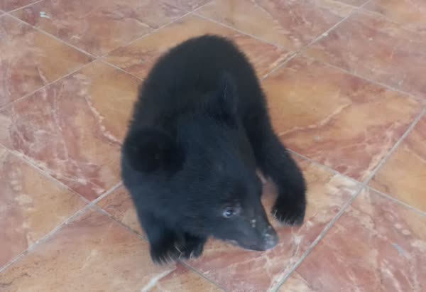 کشف و ضبط یک توله خرس سیاه و تعداد ۴۷۴