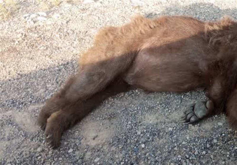 کشته شدن خرس قهوه ای و توله اش در آزادراه شیراز – اصفهان