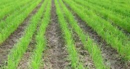 کشاورزان برنج را به روش خشکه کاری بدون آب کشت کنند