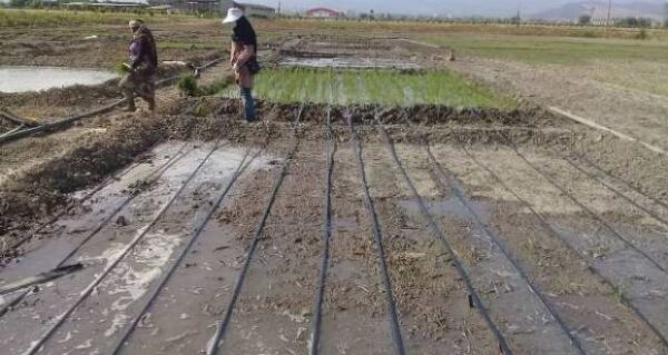 کشاورزان برنج را به روش خشکه کاری بدون آب کشت کنند