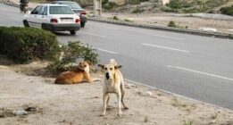 حمله سگ‌های ولگرد به یک کشاورز در آباده طشک