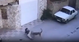 لحظه حمله  سگ ولگرد به دختر ۸ساله نکایی که فوت کرد(+ویدئو)