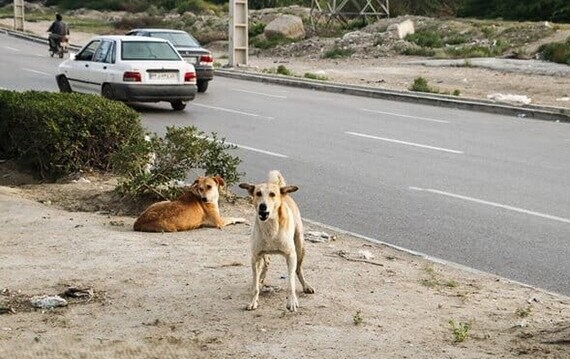 حمله سگ‌های ولگرد به شهروند ۳۷ ساله در آباده طشک