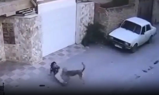 لحظه حمله "سگ ولگرد" به دختر ۸ساله نکایی که فوت کرد