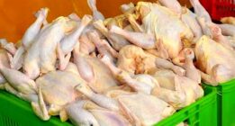 قیمت مرغ در استان فارس گرانتر از دیگر استانها / بر خلاف ادعای جهاد کشاورزی
