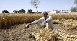 وعده جدید جهاد کشاورزی برای پرداخت طلب کشاورزان گندمکار