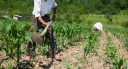  بی اعتمادی کشاورزان به چتر سوراخ  «بیمه محصولات»