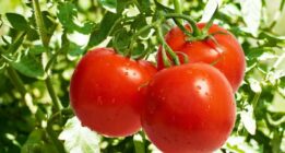 آغاز برداشت ۲۱۶ هزار تن محصول گوجه فرنگی از مزارع کازرون