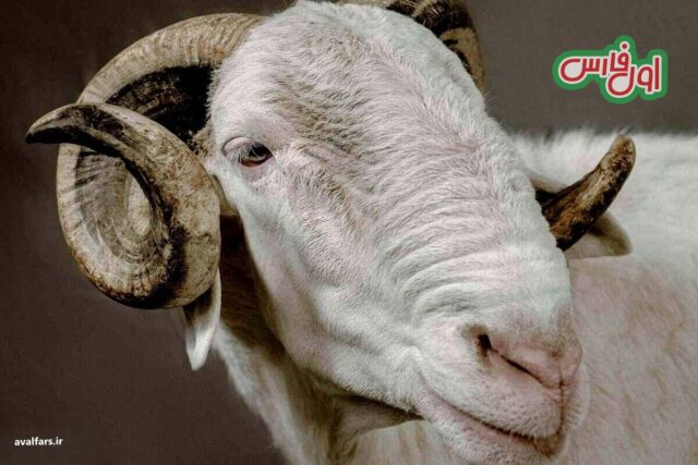 قیمت این گوسفند لاکچری 6 میلیارد تومان است +عکس