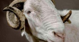 قیمت این گوسفند لاکچری ۶ میلیارد تومان است +عکس