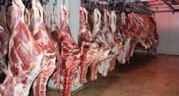 توزیع ۳۰۰ تن گوشت گرم گوساله وارداتی در استان فارس درست ، کجا توزیع می شود؟