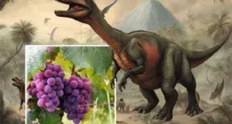 رابطه انقراض دایناسورها و گسترش انگور در جهان کشف شد