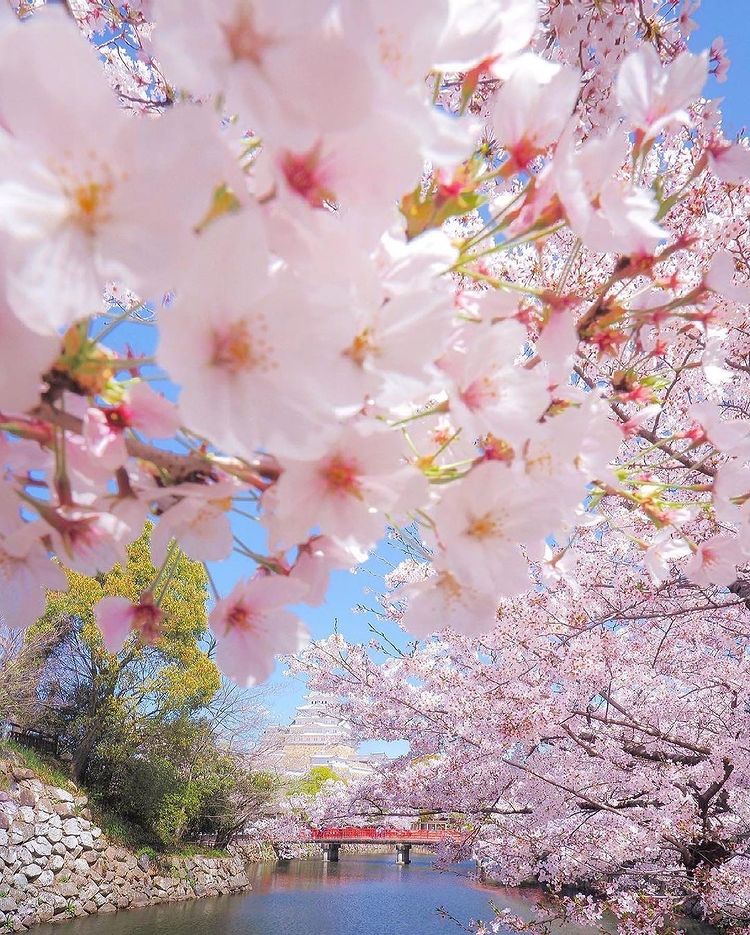 تصاویر شکوفه های زیبای گیلاس در ژاپن