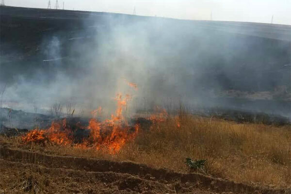 آتش سوزی های عمدی و مهیب جنگل‌های فارس و سکوت معنادار منابع طبیعی