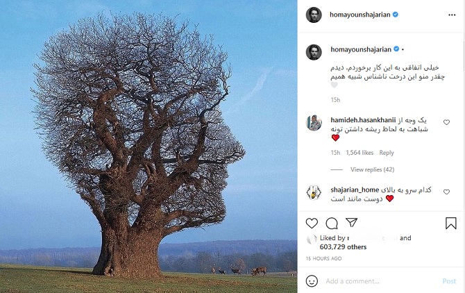 شباهت عجیب یک درخت به همایون شجریان +عکس