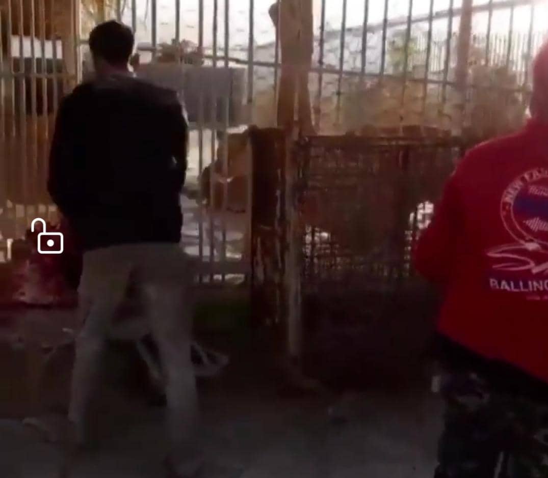 واکنش محیط زیست به رفتارخشونت آمیز با یک قلاده شیر در باغ وحش شیراز