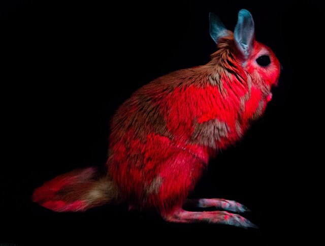 کشف نوعی خرگوش‌ که از خود نور صورتی منتشر می‌کند