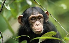 کشف یک شباهت رفتاری جالب بین رفتار میمون ها و انسان