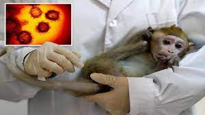 ویروس آبله میمونی ، نحوه انتقال و علائم /مرگ اولین مبتلا در چین