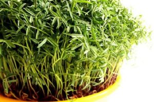 آموزش کامل کاشت انواع سبزه زیبا برای تزیین سفره هفت سین عید نوروز+ avalfars.ir