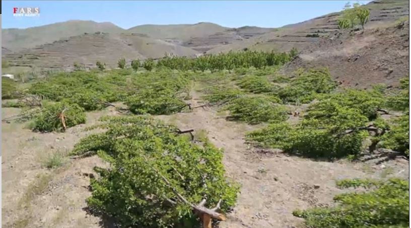 قطع شبانه دو هزار درخت مثمر یک باغ در سنندج+ویدئو