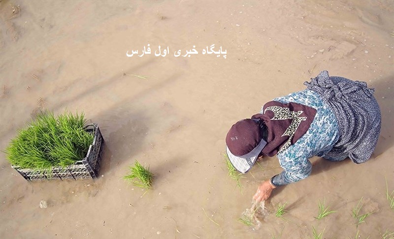شرایط جدید کاشت برنج در استان فارس اعلام شد