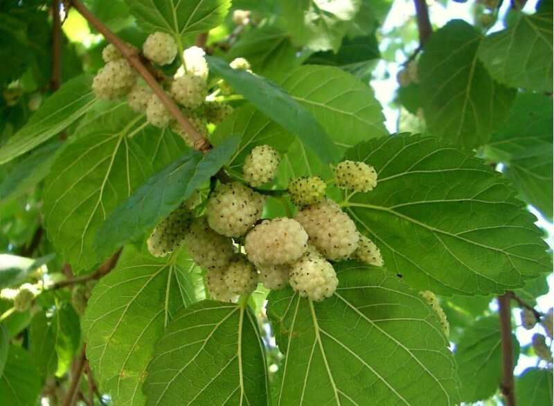 فواید جالب برگ درخت توت برای سلامتی