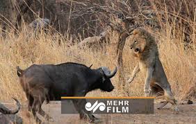 حمله بی‌رحمانه سه شیر نر به یک بوفالو پس از زایمان + فیلم