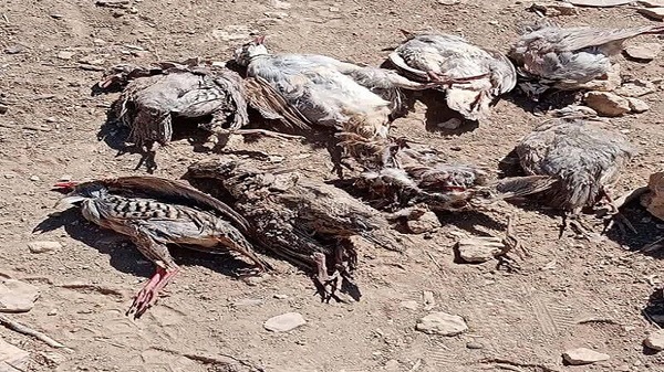 مرگ دردناک صدها جانور بر اثر تشنگی در حیات وحش لارستان