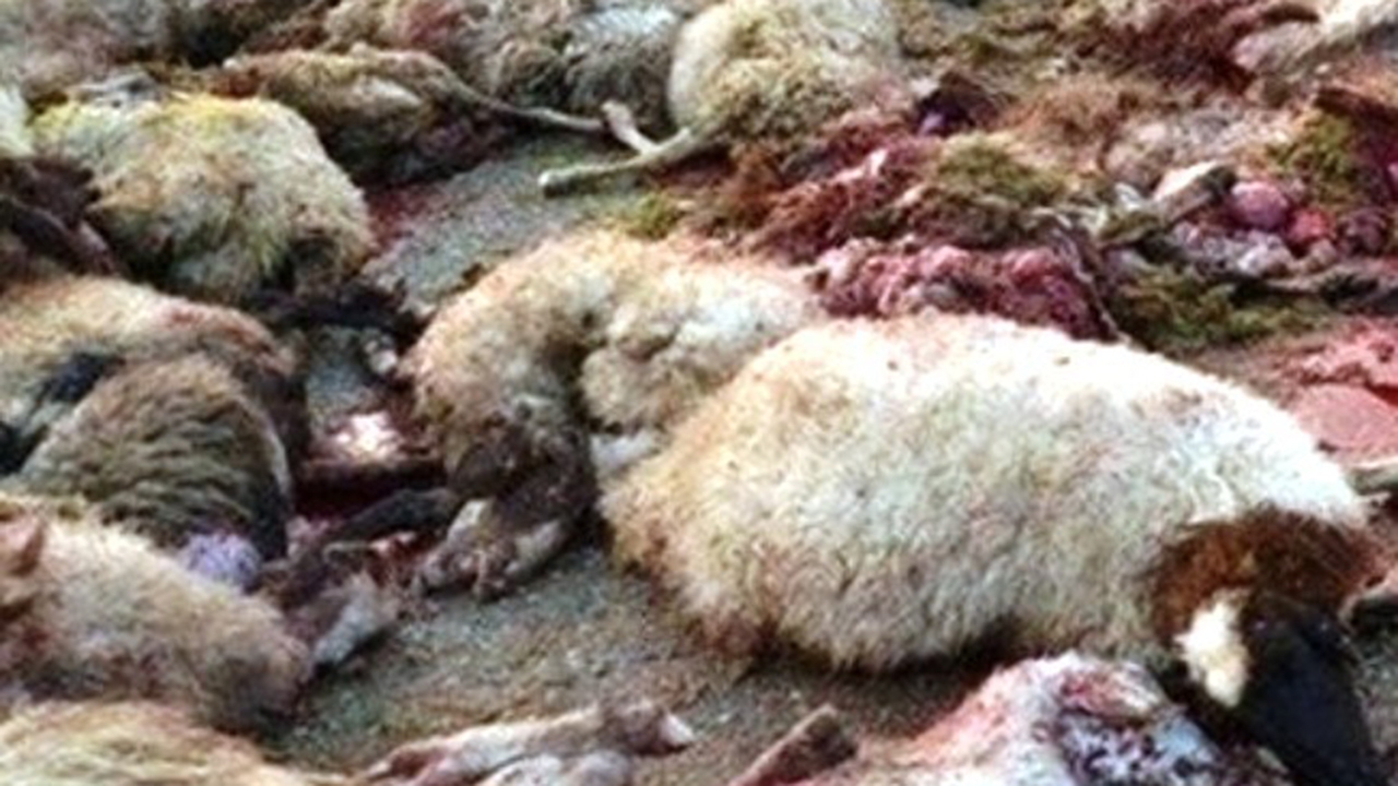حمله مرگبار پلنگ گرسنه به گله گوسفند در قلعه سید کازرون