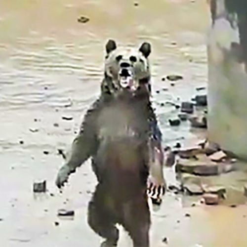 اول فارسTV | گیر افتادن یک خرس قهوه ای وتوله هایش در بیستون کرمانشاه