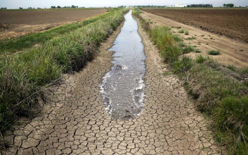 کشت برنج با برداشت آب از عمق ۳۰۰ متری زمین در استان فارس