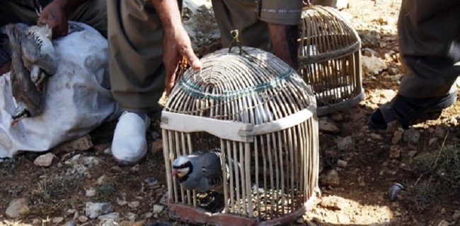 اقدام جالب یک شکارچی پشیمان برای کبک ها در مهاباد
