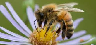ماجرای ادعای یک متخصص بیوشیمی بالینی در خصوص درمان کرونا با زهر زنبور عسل