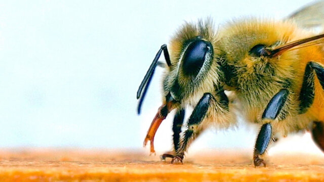 تست تشخیص ابتلای انسان به کرونا توسط زنبور